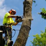 Tree Trimming